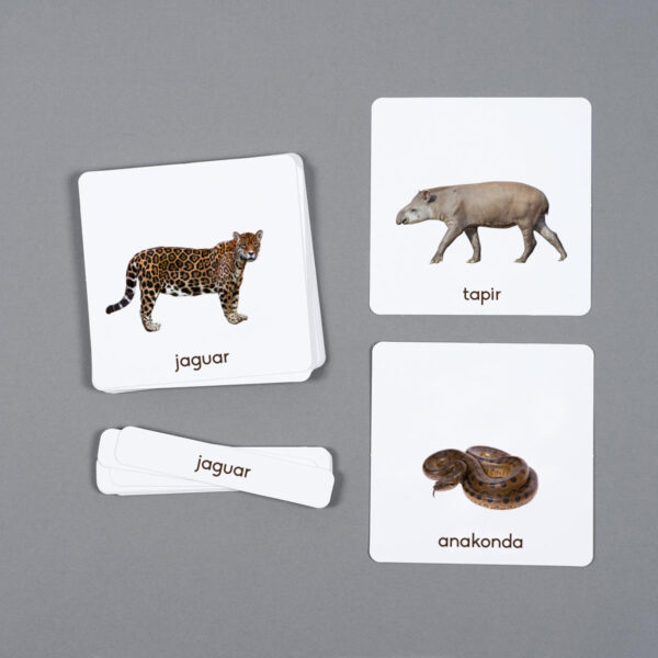 Zwierzęta Ameryki Południowej karty edukacyjne Montessori