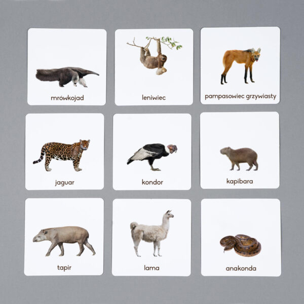 Zwierzęta Ameryki Południowej karty edukacyjne Montessori