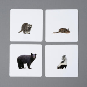 Zwierzęta Ameryki Północnej, karty edukacyjne Montessori