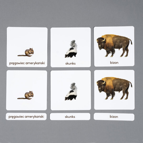 Zwierzęta Ameryki Północnej karty edukacyjne Montessori