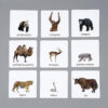 Zwierzęta Azji karty edukacyjne Montessori