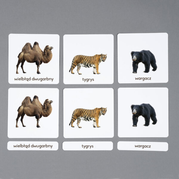 Zwierzęta Azji karty edukacyjne Montessori