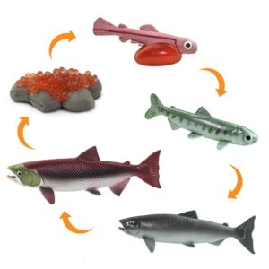 Cykl rozwojowy łososia, figurki edukacyjne Safari Ltd.