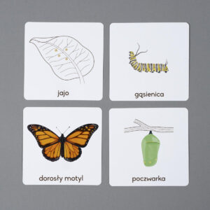Cykl rozwojowy motyla, karty edukacyjne Montessori