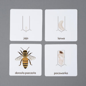 Cykl rozwojowy pszczoły, karty edukacyjne Montessori