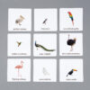 Ptaki egzotyczne karty edukacyjne Montessori