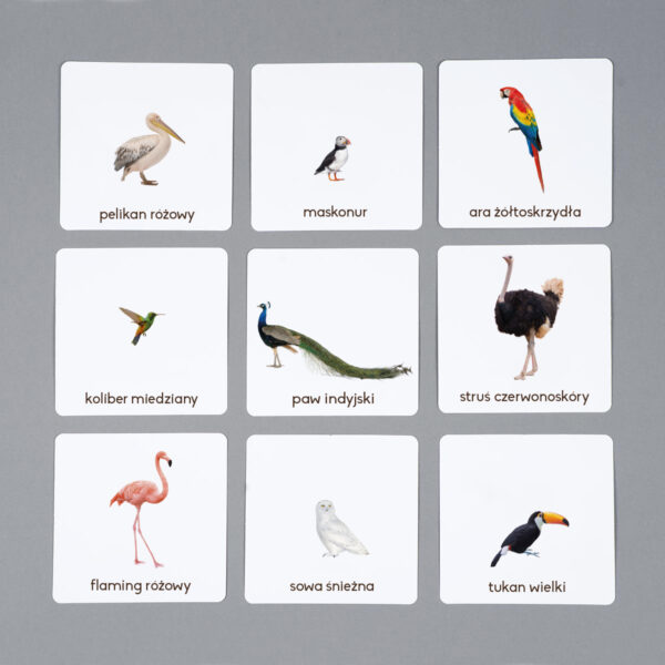 Ptaki egzotyczne karty edukacyjne Montessori