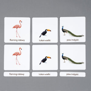 Ptaki egzotyczne, karty edukacyjne Montessori