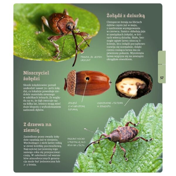 Książka O owadach