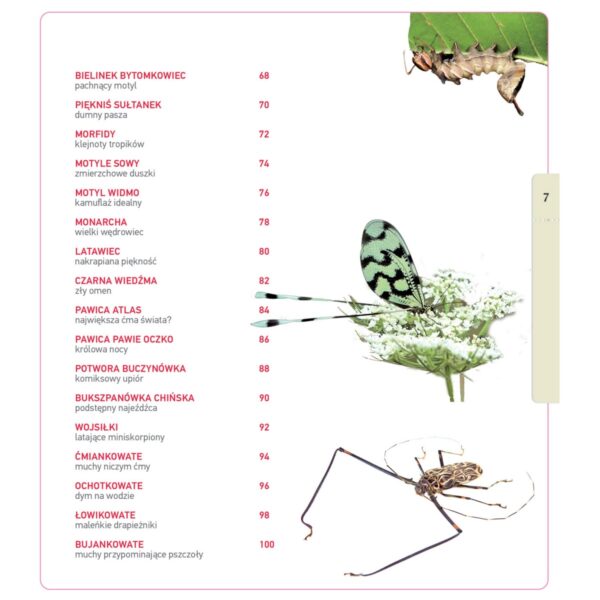 Książka O owadach świata
