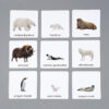Zwierzęta rejonów polarnych karty edukacyjne Montessori