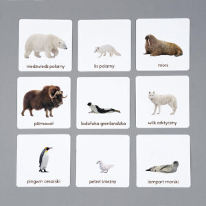 Zwierzęta rejonów polarnych, karty edukacyjne Montessori