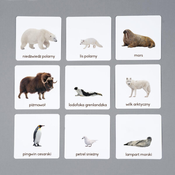 Zwierzęta rejonów polarnych karty edukacyjne Montessori
