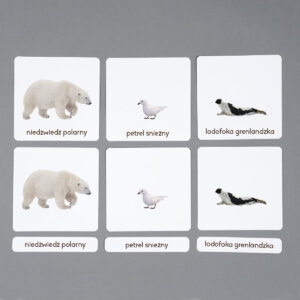 Zwierzęta rejonów polarnych, karty edukacyjne Montessori