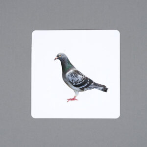 Ptaki miejskie, karty Montessori do samodzielnego wydruku