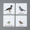 Ptaki miejskie karty edukacyjne Montessori do samodzielnego wydruku