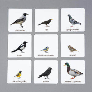 Ptaki miejskie, karty Montessori do samodzielnego wydruku