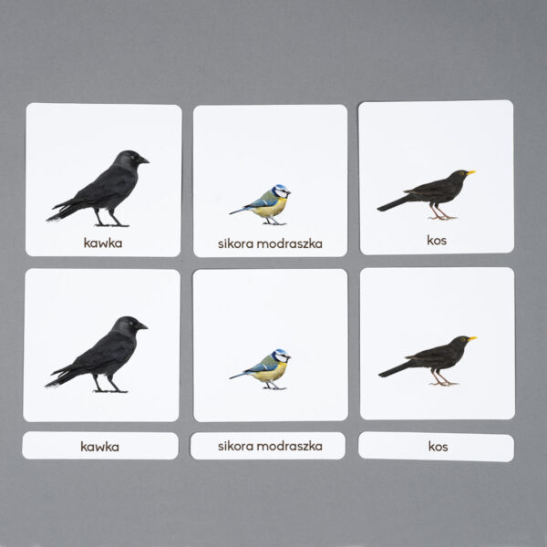 Ptaki miejskie karty edukacyjne Montessori do samodzielnego wydruku