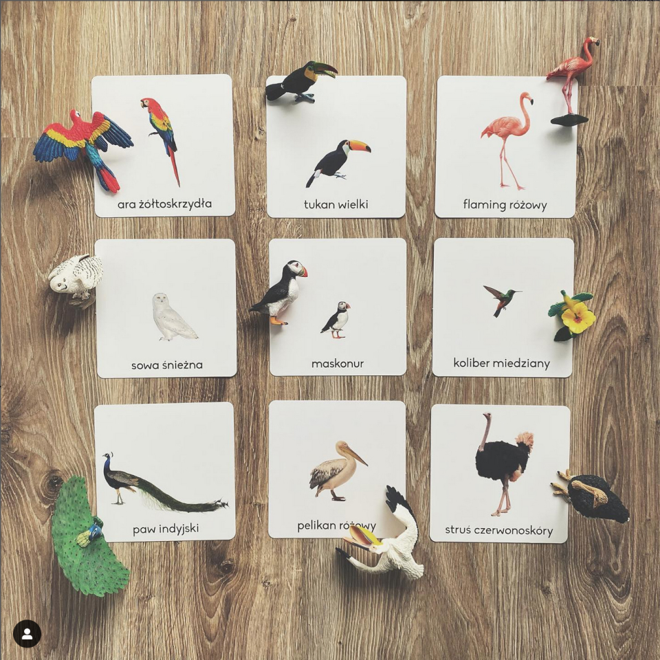 karty Ptaki egzotyczne marki Różowa Wieża z figurkami Safari